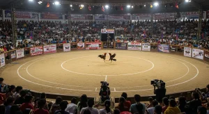 Trực Tiếp Đá Gà Thomo – Xem Live Đá Gà Campuchia – trực tiếp đá gà thomo